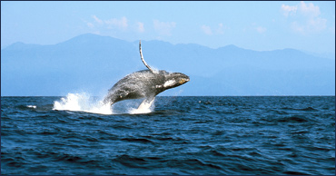 PUERTO VALLARTA BALEINE.jpg